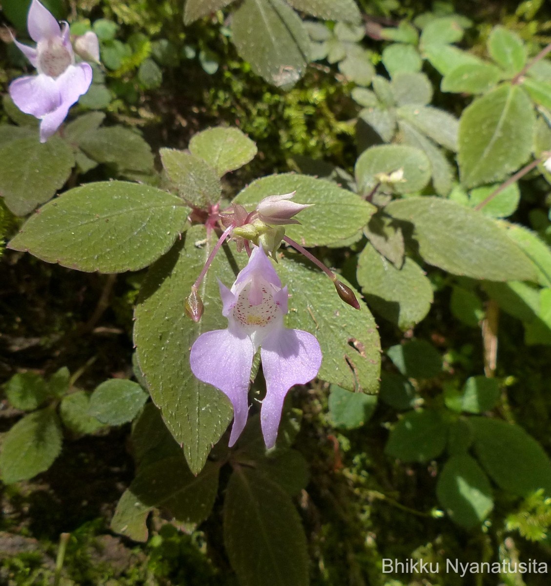 Impatiens thwaitesii Hook.f. ex Grey-Wilson